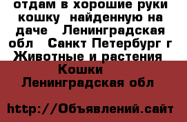 отдам в хорошие руки кошку, найденную на даче - Ленинградская обл., Санкт-Петербург г. Животные и растения » Кошки   . Ленинградская обл.